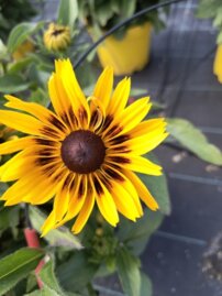 Rudbeckia Tiger Smileyz, Rudbeckia hirta, kont. 5l