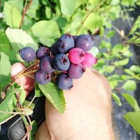 Muchovník jelšolistý Smoky, Amelanchier alnifolia, 40 - 50 cm, kont. 3 l