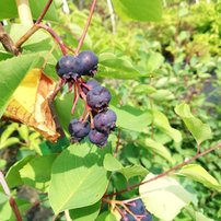 Muchovník jelšolistý Smoky, Amelanchier alnifolia, 40 - 50 cm, kont. 3 l