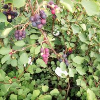 Muchovník jelšolistý Smoky, Amelanchier alnifolia, 40 - 50 cm, kont. 3 l