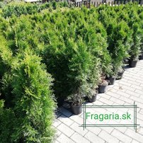 Tuja západná Smaragd, Thuja occidentalis 40 - 60 cm, kont. 3l