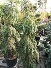 Smrek biely Pendula, Picea glauca 170 - 190 cm, kont. 30l