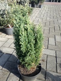 Cypruštek Lawsonov Snow White, Chamaecyparis lawsoniana 20 _30 cm, kont.3l