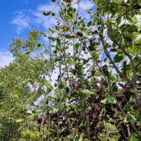 Ľaliovník tulipánokvetý Snow Bird , Liriodendron tulipifera, +300 cm, kon. 22l