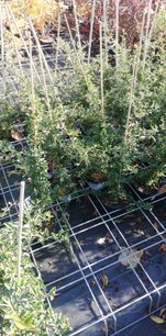 Hlohyňa šarlatová Soleil d'Or', Pyracantha coccinea, + 35 cm, kontajner 2l