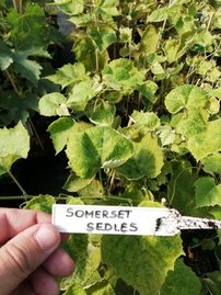 Vinič hroznorodý Somerset, Seedless Vitis labrusca, kontajnerovaná sadenica 1 l