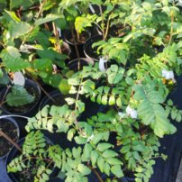 Jarabina oskorušová,  Sorbus domestica, kont. 3l,  + 50 cm