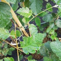 Jarabina prostredná, Sorbus intermedia, +300 cm, kontajner 20l