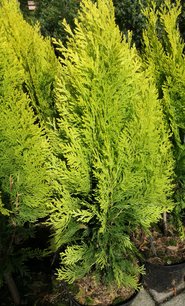 Tujovec východný Southport , Platycladus orientalis, 40 – 60 cm, kontajner 3l