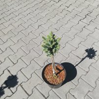 Smrek pichľavý Stanley Pygmy(na kmeni), Picea pungens 30 - 35 cm, kont. 3l