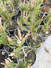 Borovica stočená Spanish Dwarf, Pinus contorta, 20 - 60 cm, kont. 3l