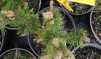 Borovica stočená Spanish Dwarf, Pinus contorta, 20 - 60 cm, kont. 3l