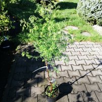 Metasekvoja čínska Spring Cream, Metasequoia glyptostroboides, kmeň 40 - 60 cm, kont. 3l