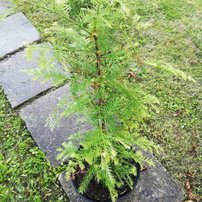 Sekvoja vždyzelená, Sequoia sempervirens, 70 – 100 cm, kont 3l