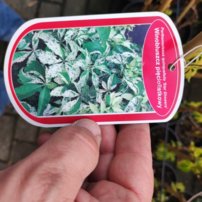 Pavinič päťlistý Star Shower, Parthenocissus quinquefolia ,  40 - 60 cm, kont. 3l