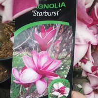 Magnólia Starburst, Magnolia 150 - 180 cm, kont. 10l