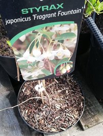 Styrax japonský , Styrax japonicus, kont. 3l, výška 40 - 50 cm