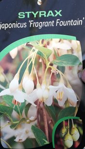 Styrax japonský , Styrax japonicus, kont. 3l, výška 40 - 50 cm