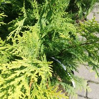 Cypruštek Lawsonov Stardust, Chamaecyparis lawsoniana 30 - 40 cm, kont. 3l