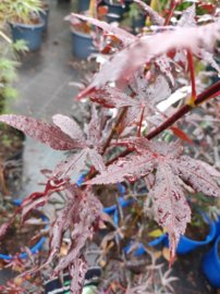 Javor dlaňovitolistý Starfish, Acer palmatum , kontajner C 3, 40 - 50 cm