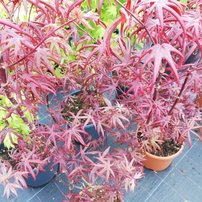 Javor dlaňovitolistý Starfish, Acer palmatum , kontajner C 3, 40 - 50 cm