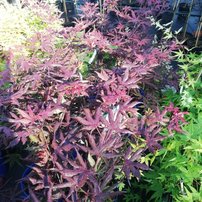 Javor dlaňovitolistý Starfish, Acer palmatum , kontajner C 3, 40 - 50 cm