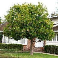 Jahodovec obyčajný, Arbutus unedo, 50 – 60 cm, kontajner 3l