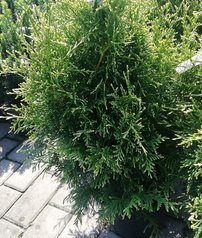 Tuja západná Stolwijk, Thuja occidentalis 40 - 60 cm, kont. 3l