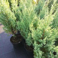 Borievka čínska Stricta, Juniperus chinensis 40 - 50 cm, kont. 3l