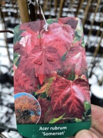 Javor červený Summerset, Acer rubrum, + 190 cm, kontajner 5l