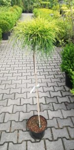 Cypruštek hrachonosný Sungold, Chamaecyparis pisifera, kmeň 65 - 80 cm, kont. 3 l