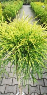 Cypruštek hrachonosný Sungold, Chamaecyparis pisifera, kmeň 65 - 80 cm, kont. 3 l