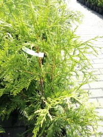 Tuja riasnatá Sunshine, Thuja plicata, 60 - 70 cm, kont. 3l