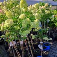 Hortenzia metlinatá Sundae Fraise, Hydrangea paniculata, kmeň +100 cm, kont. 10
