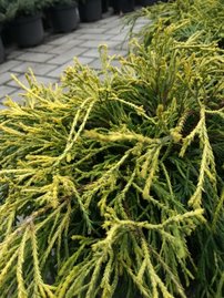 Cypruštek hrachonosný Sungold, Chamaecyparis pisifera, kmeň 65 - 80 cm, kont. 3 l