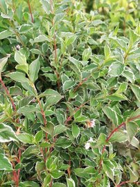 Vajgelia ružová Sunny Princess, Weigela florida, 20 – 30 cm ,kontajner 2l
