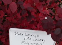 Dráč otawský Superba, Berberis ottawensis, kont. 3l