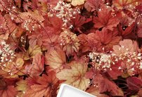 Heuchera Sweet Tea, kont. 1l