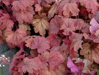 Heuchera Sweet Tea, kont. 1l