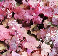 Heuchera Sweet Tea, kont. 1l