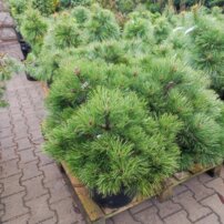 Borovica čierna Syców, Pinus nigra +70 cm, kont. 30l