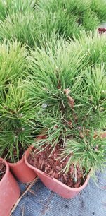 Borovica čierna Syców, Pinus nigra 30 - 40 cm, kont. 3l