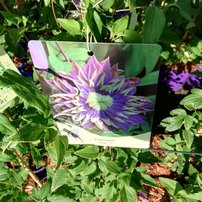 Plamienok Taiga, Clematis, kontajner 3l