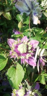 Plamienok Taiga, Clematis, kontajner 3l