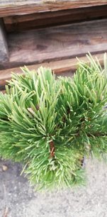 Borovica pyrenejská Tajga, Pinus uncinata 40 - 50 cm, kont. 5l
