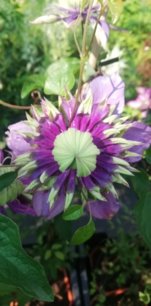 Plamienok Taiga, Clematis, kontajner 3l