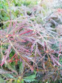 Javor dlaňovitolistý Tamukeyama, Acer palmatum , 30 – 40 cm, kontajner C 10