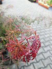 Javor dlaňovitolistý Tamukeyama, Acer palmatum , 30 – 40 cm, kontajner C 10