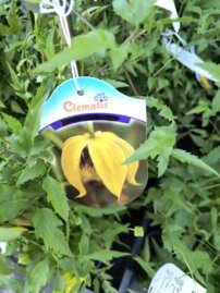 Plamienok Tangutica, Clematis, kontajner 3l