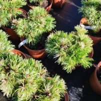 Borovica drobnokvetá Tanima no yuki, Pinus parviflora, kontajner C3 ,20-30 cm